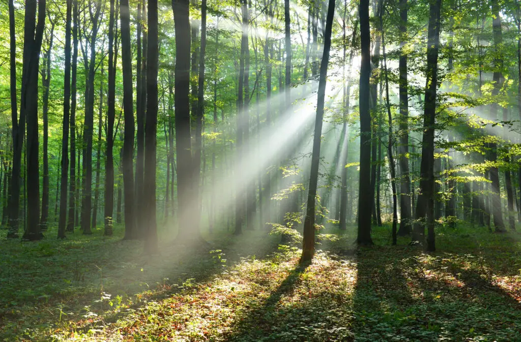 Sunlight streaming through a peaceful forest, illustrating the reflective theme of the koshas in yoga philosophy.