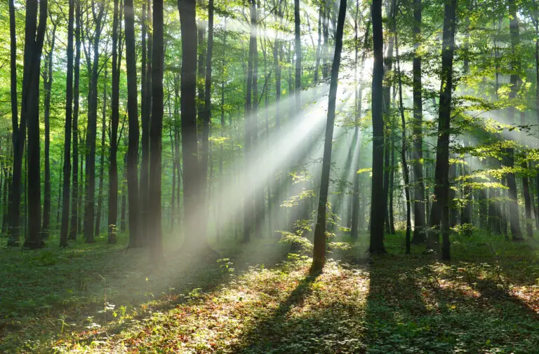 Sunlight streaming through a peaceful forest, illustrating the reflective theme of the koshas in yoga philosophy.