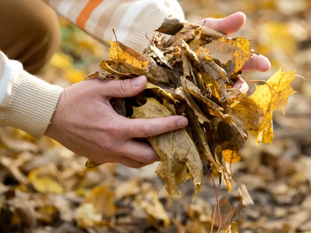 Person gathering an armful of fallen autumn leaves