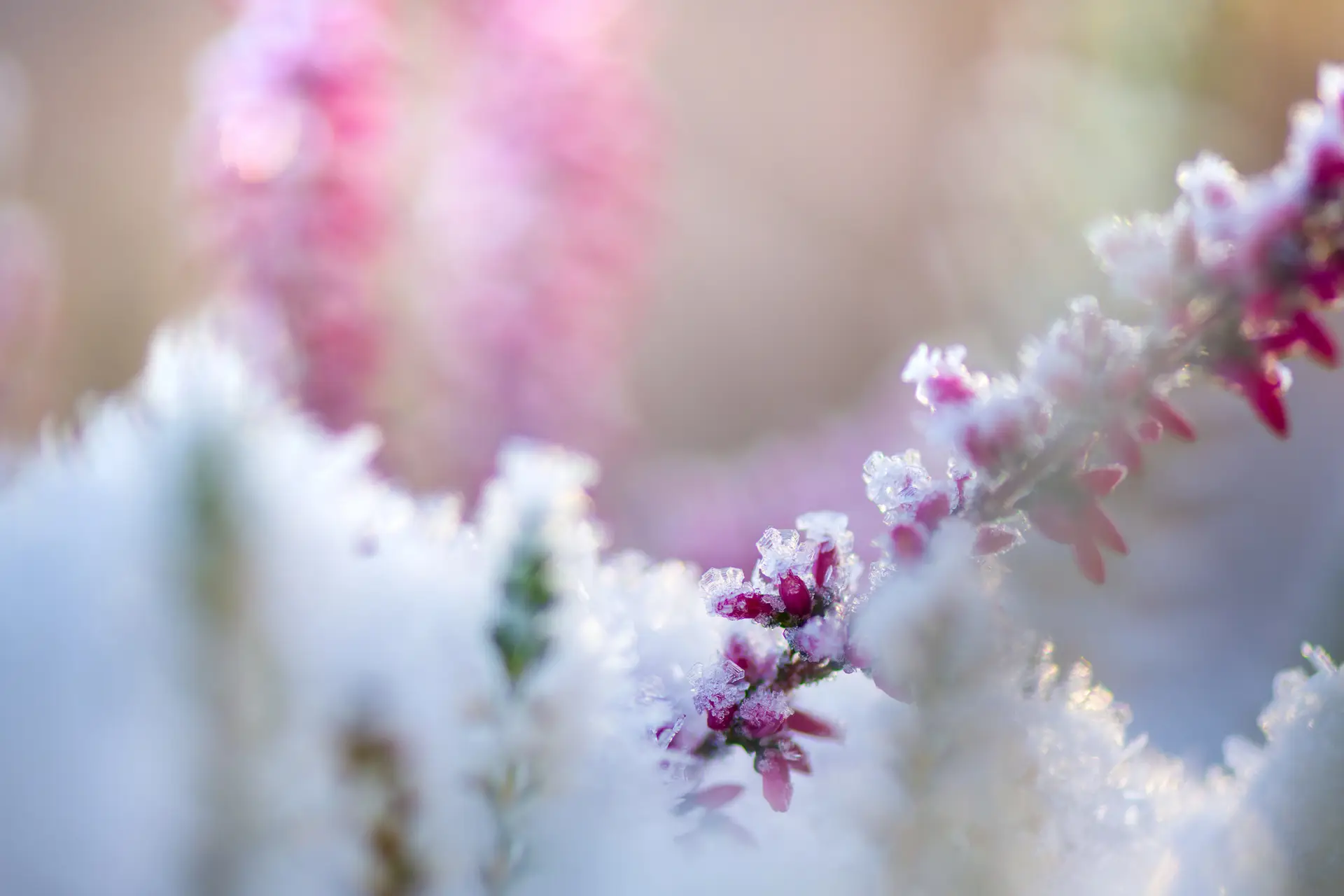 Frost-covered pink flowers in winter